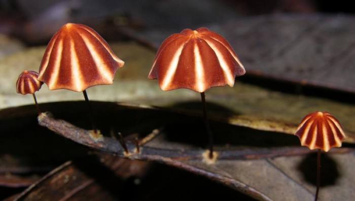 信邦生物對(duì)于食用菌的采購(gòu)