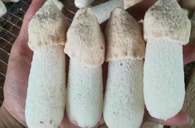 短裙竹蓀分級標(biāo)準(zhǔn)